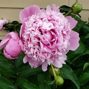 Meet your Posher, Holly